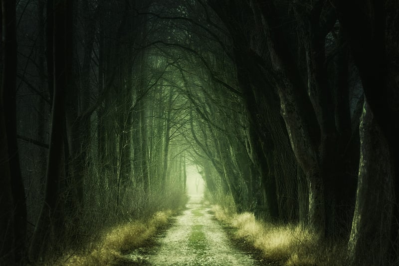 Magical Woodlands
